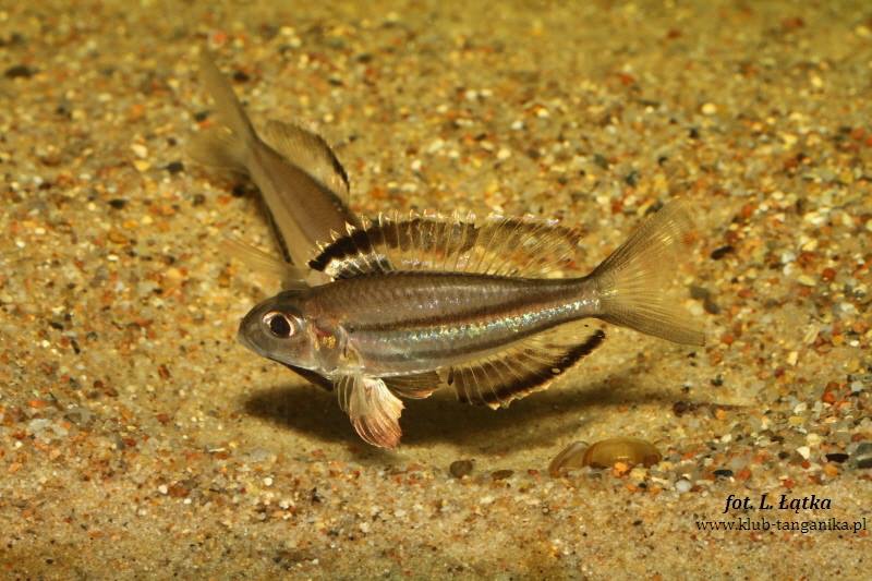 Trematocara marginatum